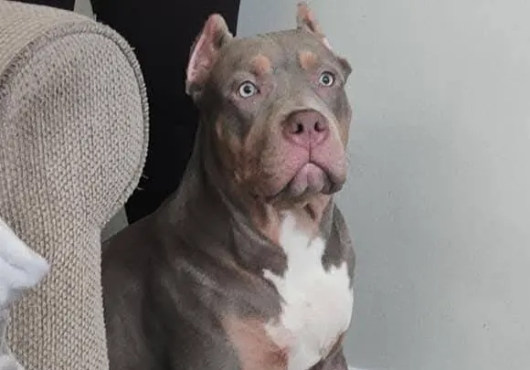 Urgent Help Needed for My Beloved American Bully, Duece